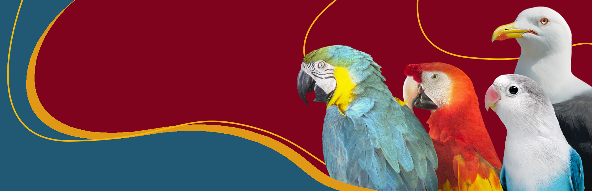 I Love Finding Birds