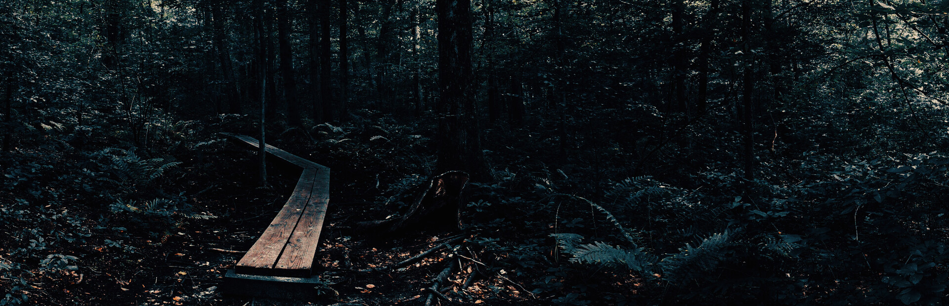 The Holyburn Witches