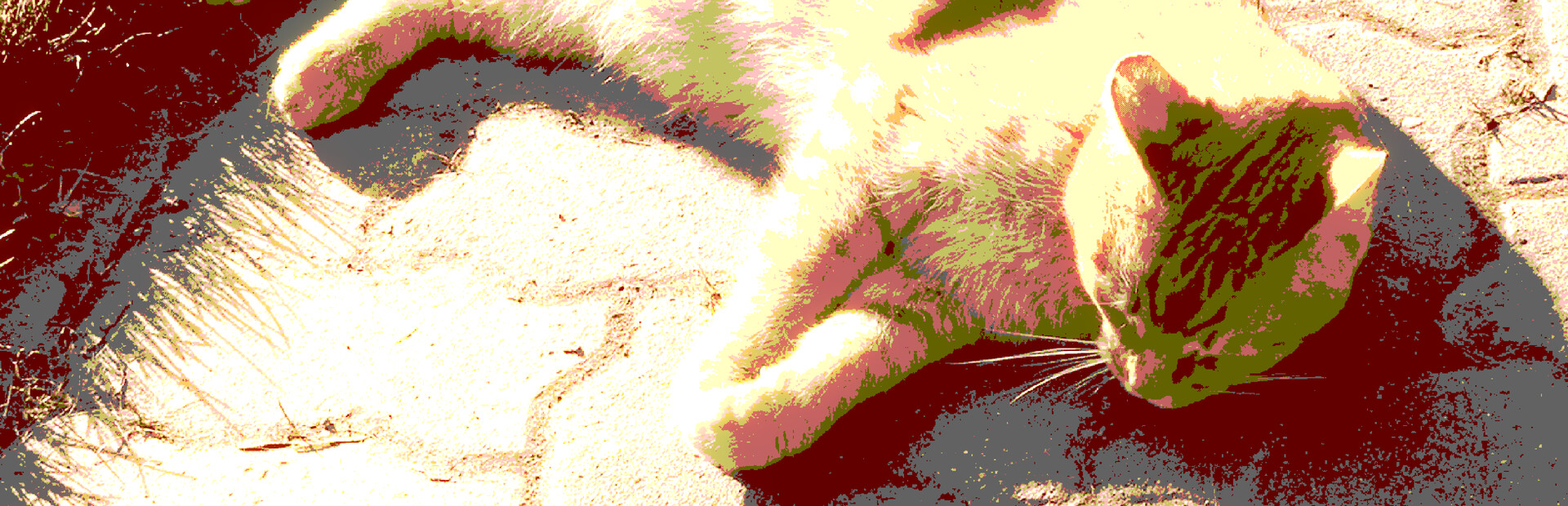 Push The Cat with WASD Demo