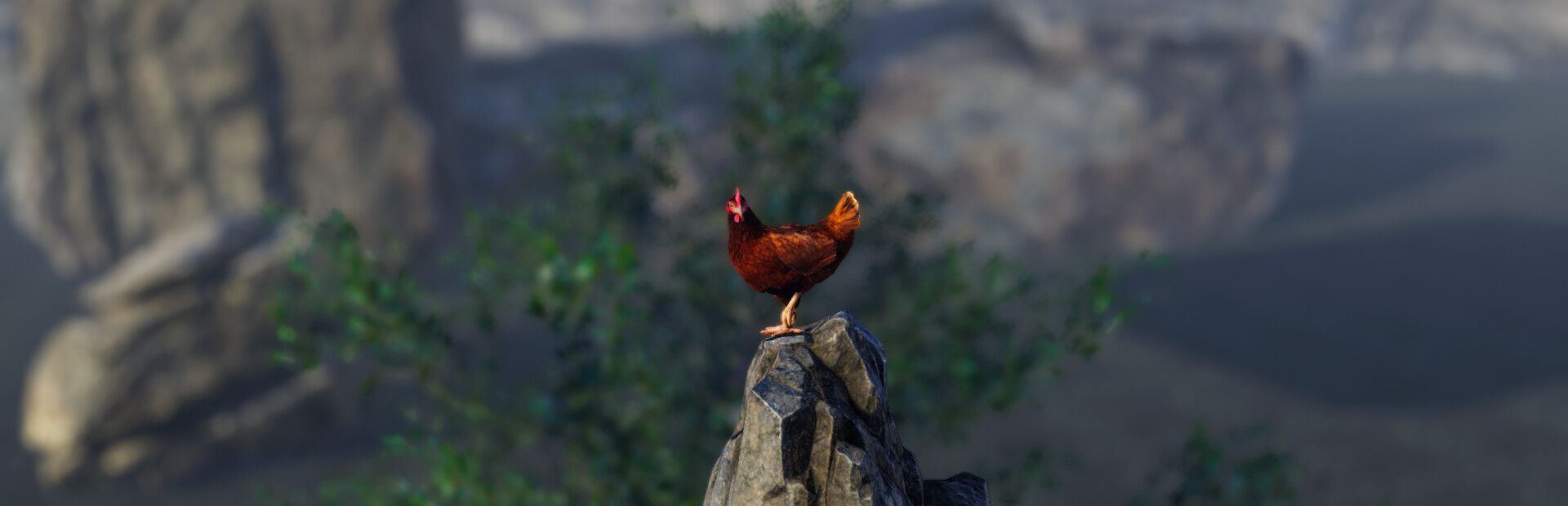 Unlucky Chicken