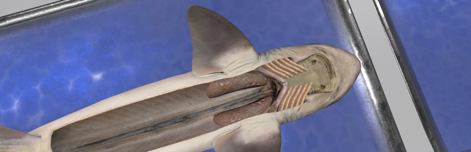 Dissection Simulator: Dogfish Edition